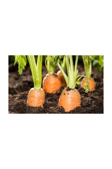 Muka Botanik Havuç Tohumu 200 Adet Tohum Nantes Etli Erkenci Havuç - Resim 3