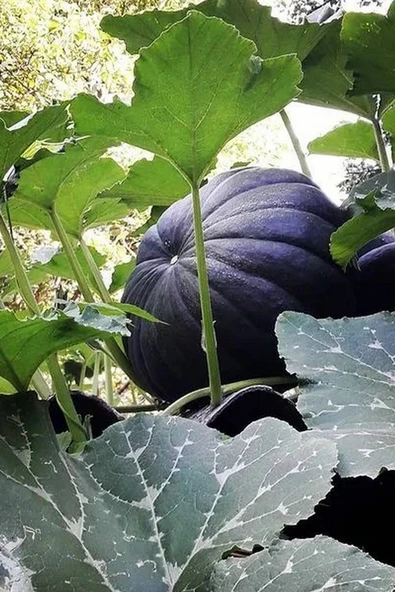 Muka Botanik Japon Siyah Bal Kabağı Tohumu / 10 Adet Tohum - 2