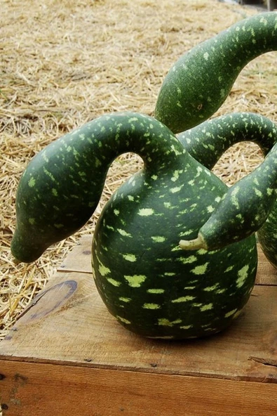 Muka Botanik Benekli Kuğu Su Kabağı Tohumu / 10 Adet Tohum - Resim 4