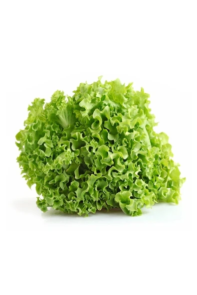 Muka Botanik Iri Kıvırcık Marul Tohumu 40 Adet Tohum - Resim 2