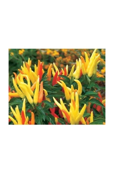 Muka Botanik Chily Chili Biber 5 Tohum ürün görseli