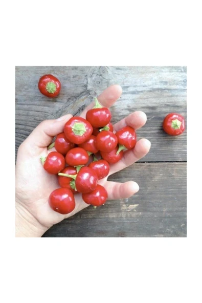 Muka Botanik Acı Yakan Top Süs Biberi Tohumu 15 Adet Biber Tohumu - Resim 3