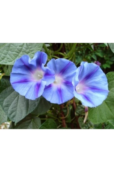 Muka Botanik Sabah Sefası Çiçeği Tohumu Ekim Seti - Resim 5