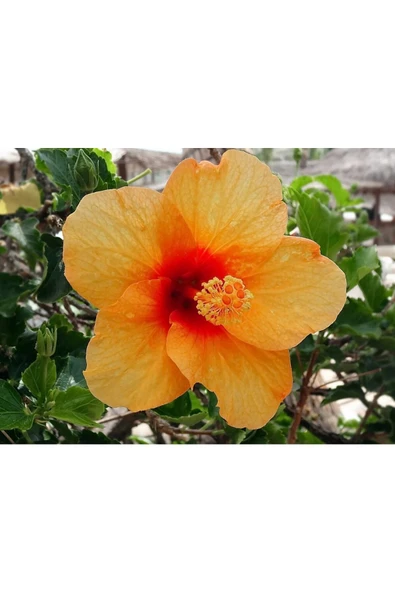 Muka Botanik 20 Adet Orange Hibiscus Mutabilis Tohumu - Resim 2