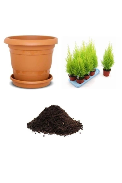 Muka Botanik Nadir Limon Servi Ağacı Tohumu Ekim Seti ürün görseli