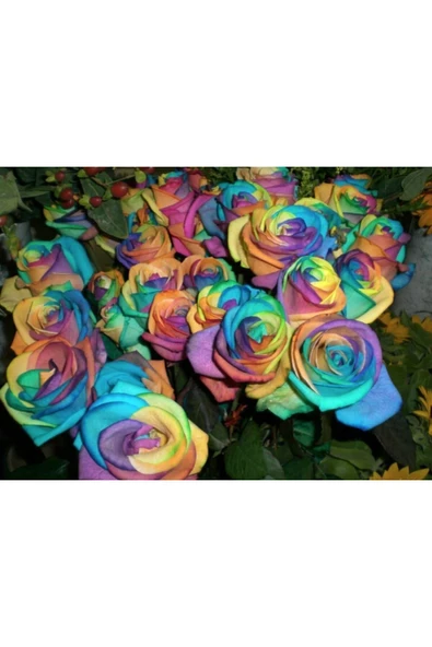 Muka Botanik 10 Adet Gökkuşağı Gül Tohumu ürün görseli