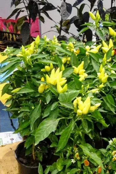 Muka Botanik Sarı Turşuluk Misket Biberi Tohumu / 20 Adet Tohum - Resim 5