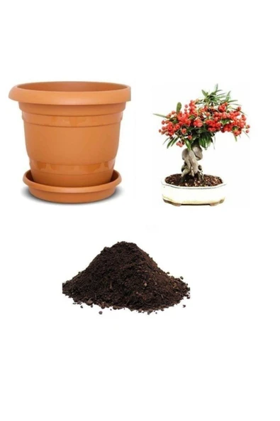 Muka Botanik Ithal Kahve Bonzai Ağacı Tohumu Ekim Seti