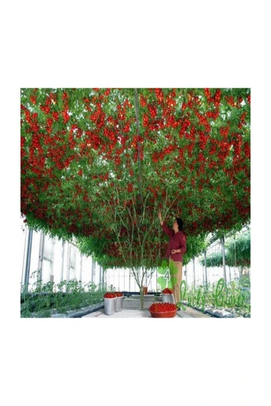 Muka Botanik Nadir Ithal Italyan Domates Ağacı Tohumu 30 Adet Domates Tohumu - Resim 3