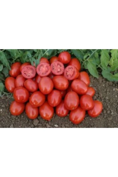 Muka Botanik Bursa Domates Tohumu Ekim Seti - Resim 5