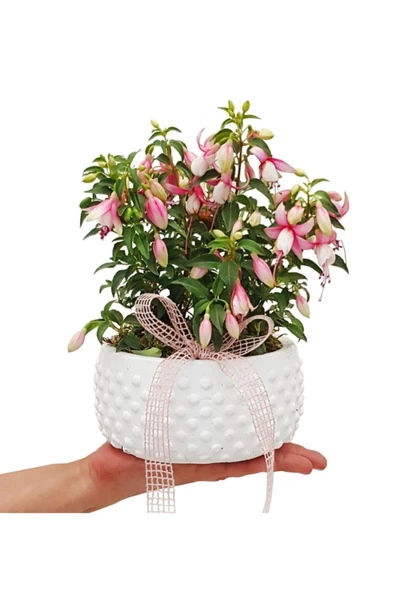 Muka Botanik Beyaz Küpeli Çiçeği Tohumu Ekim Seti - Resim 3