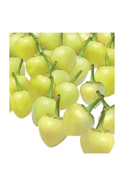 Muka Botanik Acı Turşuluk Fındık Biber Tohumu 50 Adet Tohum Biberiye ürün görseli