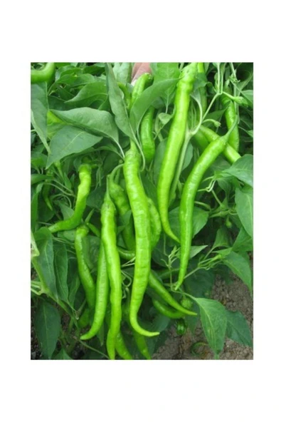 Muka Botanik Demre Sivri Biber Tohumu 50 + Tohum ürün görseli