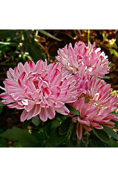 Muka Botanik 10 Adet Natural Aster Milady Pink Heirloom Tohumu ürün görseli