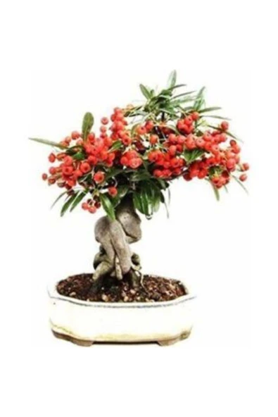 Muka Botanik Ithal Kahve Bonzai Ağacı Tohumu Ekim Seti - 2