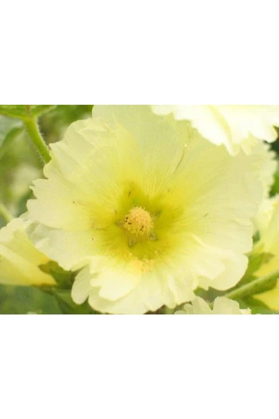Muka Botanik 20 Adet Mixed Colors Hollyhock Country Romance Tohumu - Resim 3