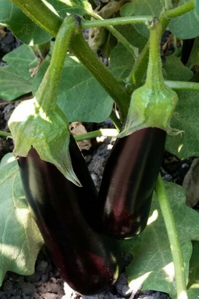 Muka Botanik Mersin Kemer Patlıcan Tohumu / 10+ Adet Tohum - Resim 5