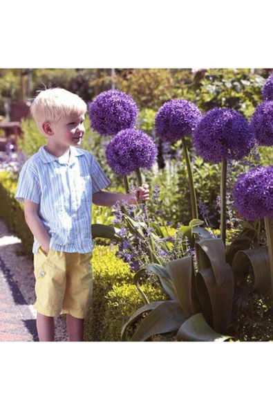 Muka Botanik Dev Allium Tohumu Ekim Seti - Resim 2