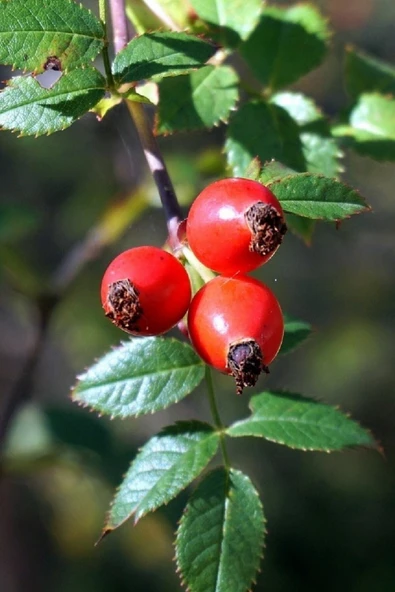 Muka Botanik Kırmızı Kuşburnu Tohumu / 10 Adet Tohum - Resim 4