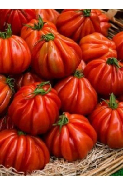 Muka Botanik Nadir Dev Italyan Pileli Domates Tohumu Ekim Seti - Resim 3