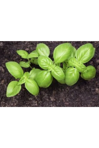 Muka Botanik Mis Kokulu Yeşil Reyhan Tohumu Ekim Seti - Resim 3