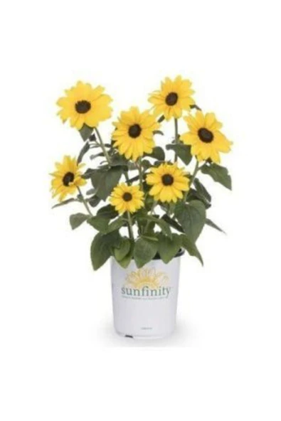 Muka Botanik Süs Ayçiçeği Tohumu Ekim Seti - Resim 2