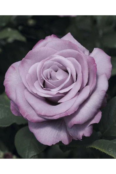 Muka Botanik 5 Adet Neptün Gül Tohumu ürün görseli