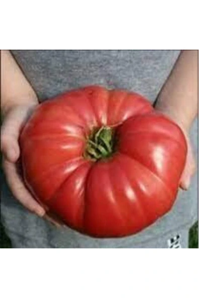 Muka Botanik Orjinal Köy Domatesi Tohumu 30 Adet - Resim 3