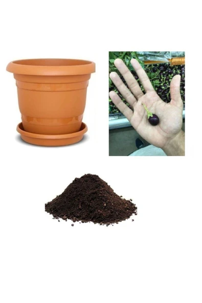 Muka Botanik Ithal Mini Thailand Dolmalık Patlıcan Tohumu Ekim Seti ürün görseli