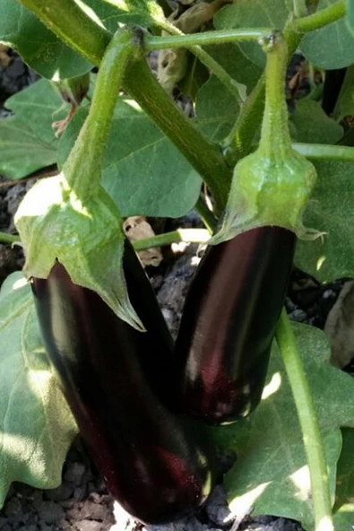 Muka Botanik Mersin Kemer Patlıcan Tohumu / 5+ Adet Tohum - Resim 5