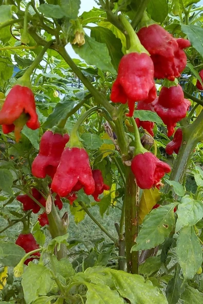 Muka Botanik Hafif Acı Gül Biberi Starfish Pepper Tohumu / 5+ Adet Tohum - Resim 3