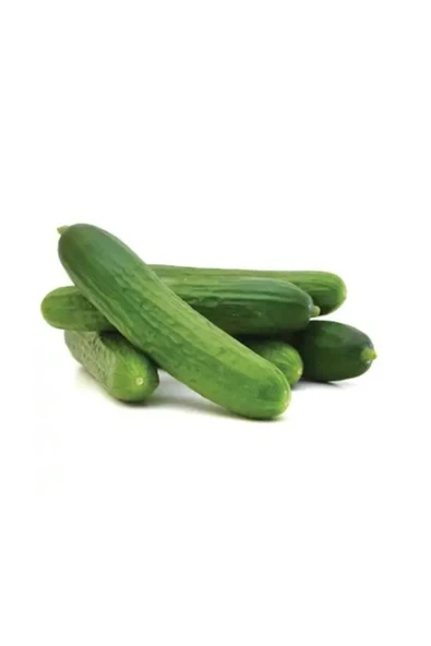 Muka Botanik Meşhur Çengelköy Salatalık Tohumu 20 Adet Tohum Geleneksel Hıyar ürün görseli