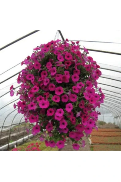 Muka Botanik Karışık Alisyum Çiçeği Tohumu Ekim Seti - Resim 4