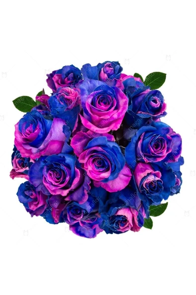 Muka Botanik 5 Adet Satürnrose Gül Tohumu ürün görseli