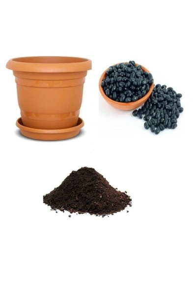 Muka Botanik Ithal Amerika Siyah Fasulye Tohumu Ekim Seti ürün görseli