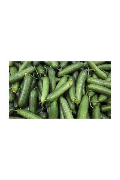 Muka Botanik Meşhur Çengelköy Salatalık Tohumu 20 Adet Tohum Geleneksel Hıyar - Resim 4