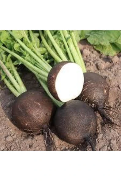 Muka Botanik 30 Adet Tohum Siyah Turp Tohumu ürün görseli