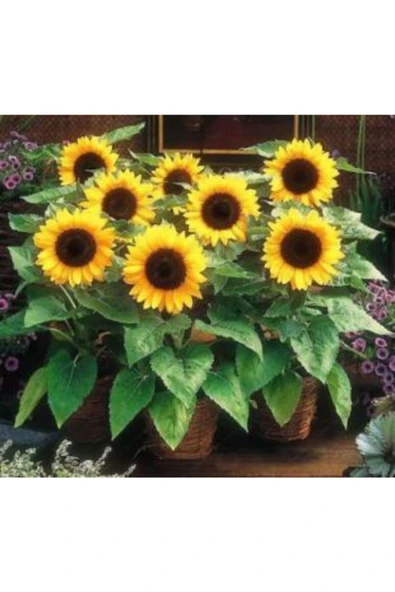 Muka Botanik Süs Ayçiçeği Tohumu Ekim Seti - Resim 4