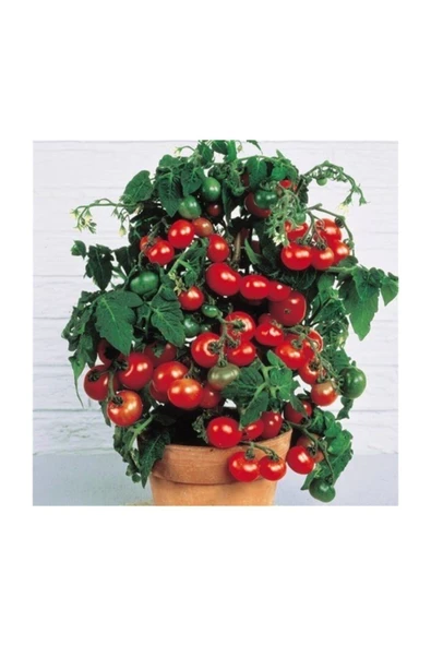 Muka Botanik Red Robin Domates Tohumu 25+ Adet Tohum ürün görseli