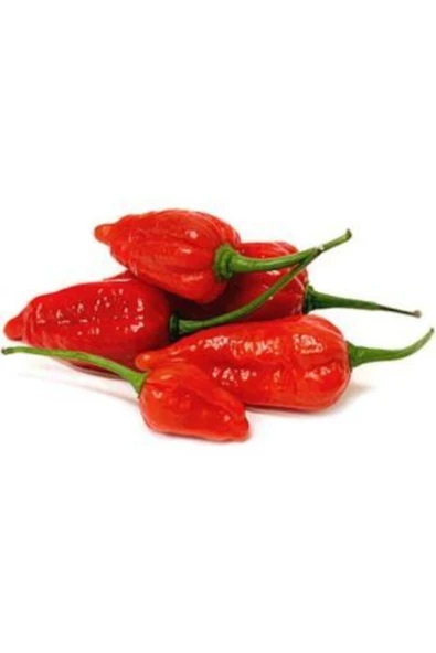 Muka Botanik Ithal But Jolokia Biber Tohumu Ekim Seti - Resim 2