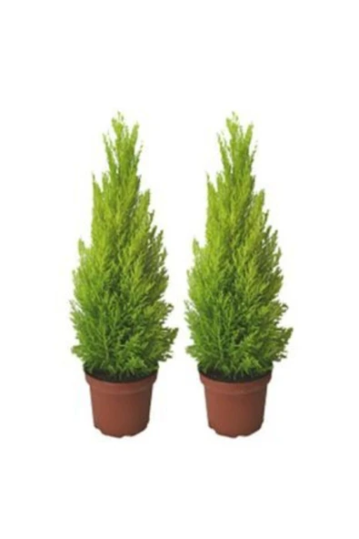 Muka Botanik Nadir Limon Servi Ağacı Tohumu Ekim Seti - Resim 4