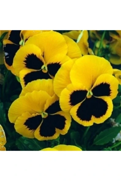 Muka Botanik Karışık Hercai Menekşe Çiçeği Tohumu Ekim Seti - Resim 5