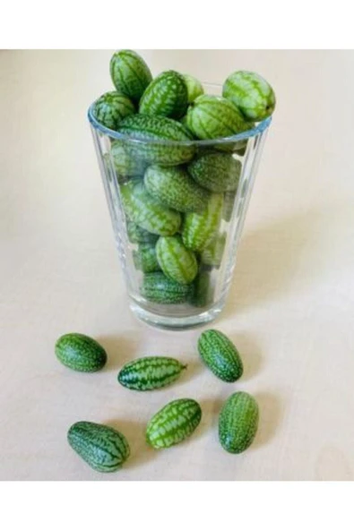 Muka Botanik Baby Karpuz Tohumu Ekim Seti - Resim 3