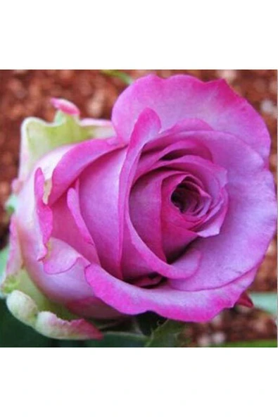 Muka Botanik 5 Adet Otantik Pembe Gül Tohumu ürün görseli