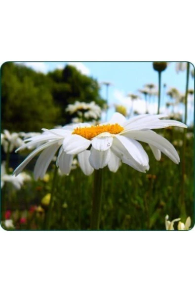 Muka Botanik Nadir Ithal Dev Alaska Papatyası Tohumu Ekim Seti - Resim 3