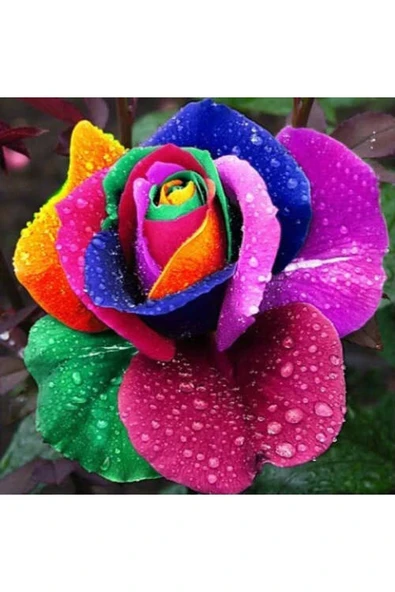 Muka Botanik 5 Adet Kadife Gökkuşağı Gül Tohumu ürün görseli