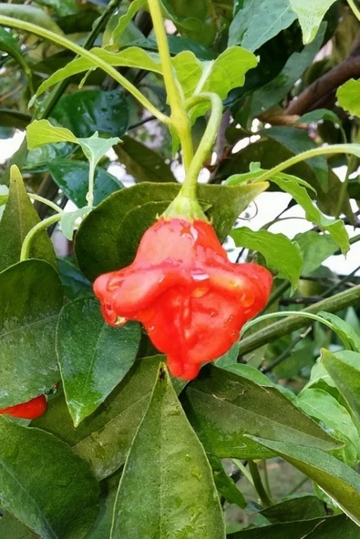 Muka Botanik Hafif Acı Gül Biberi Starfish Pepper Tohumu / 5+ Adet Tohum - Resim 4