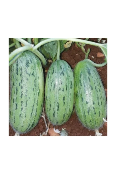 Muka Botanik Süper Paket 250 Adet Tohum Nadir Ithal Çin Badem Acur Tohumu Çin Acuru - Resim 3