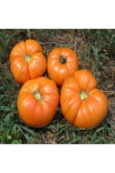 Muka Botanik Dev Italyan Turuncu Pileli Domates Tohumu Ekim Seti - Resim 5