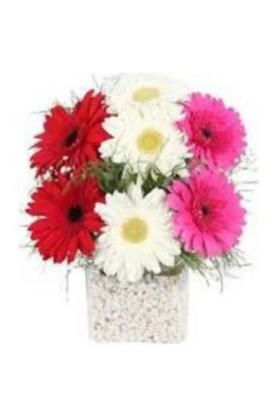 Muka Botanik Karışık Gerbera Çiçeği Tohumu Ekim Seti - Resim 2